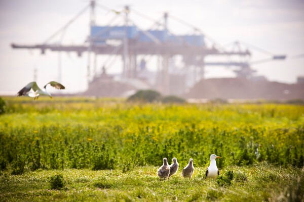 Port of Rotterdam Authority präsentiert Natuurvisie: Auf dem Weg zu einem naturintegrierenden Hafen