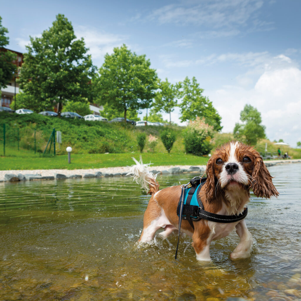 Wellnessurlaub mit Hund im Hotel Larimar in Österreich